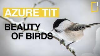 Azure Tit - Mésange azurée (Cyanistes cyanus) | Beauty of Birds