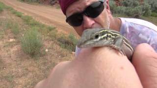 Colorado Field Herping 2015