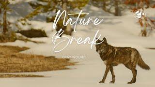 13 Minutes of Calming Wolf Footage