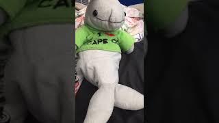 Crazy dolphin #shorts