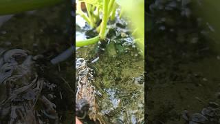  Money Morning  #shorts #goodmorning #moneyplant #nature #plants #youtubeshorts #youtube