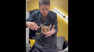 Caracal cat gets new haircut | ariel.caracat