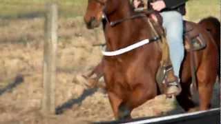 SOLD! El Cerrito 6 YEAR OLD FAST STANDARDBRED