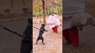 Boss vs Ghost. Black pit bull.  Dog training STRAZH Odessa. Ukraine.  2023