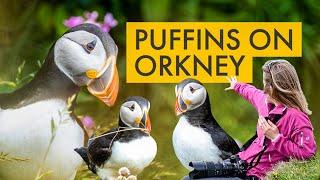 Photographing Puffins on Orkney | Scottish Wildlife Photography Adventure