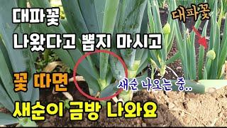 대파꽃따는이유 대파꽃을 빨리 따주면 새순이 금방 나와요 대파 부추처럼 잘라 키워보세요.