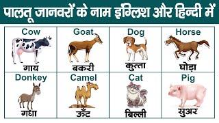 Learn Domestic Animals name Hindi and English | पालतू जानवरों के नाम | Pet Animals name