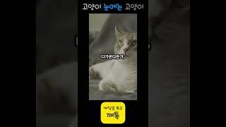 고양이가 생각하는 집사? #지식  #이슈 #올바른정보
