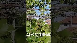 Сельский дом на продажу, в Болгарии, 75 км от моря, в горах, леса и озеро рядом