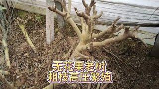 无花果老树粗主干能不能“高压”出根，看看这棵8公分的无花果吧