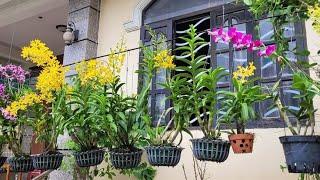 Best organic fertilizer for orchids | Orchids | Small Garden Corner