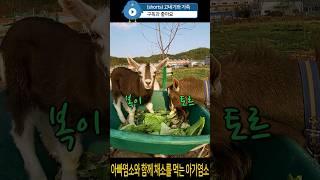 아빠염소와 함께 맛있게 채소를 먹는 아기#염소 #goat