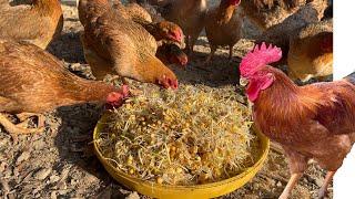 how to mix food for free range