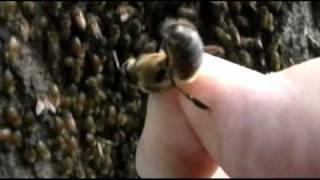 How to recognize a Drone Honey Bee