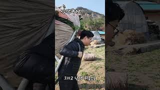 #인간극장 #다큐멘터리 #비금도 #시골교회 #비금덕산교회 #시금치 #섬초 #세척 #농촌체험 #섬교회 #일상 #심방