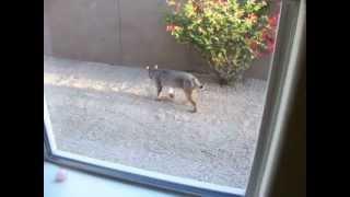 Bobcat in Scottsdale yard