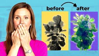 Grow NEW BRANCHES on your Fiddle Leaf Fig FAST!