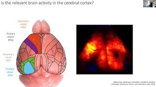 Organization of neural activity across the brain