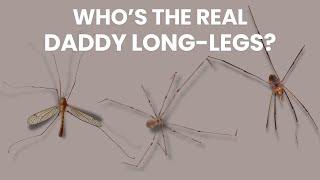 Who Should We Call Daddy Long-Legs? | Cellar Spiders, Harvestmen and Crane Flies