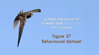 COMMON SWIFT - In flight grooming - FIGURE 37 : Behavioural dataset