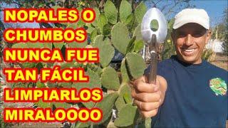 NOPALES, HERRAMIENTA para LIMPIARLOS FÁCIL Y rápido,  CÓMO LOS COSECHAMOS Y COMEMOS.