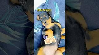 看来还是母老虎的威力大啊 #一坨 #rottweiler #罗威纳 #罗威纳护卫犬 #pets #萌宠 #向威 #向威和一坨 #yituo #funny
