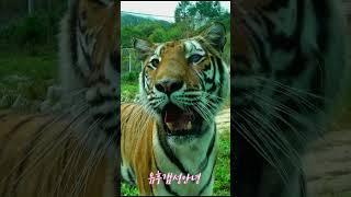 관람객 구경 온 무궁 눈맞춤  넘사벽 귀여움 (백두대간수목원 호랑이) tiger #shorts