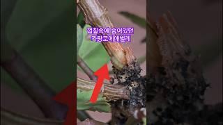 #카랑코에애벌레습격사건#카랑코에외목대#카랑코에애벌레#이찬원#시절인연