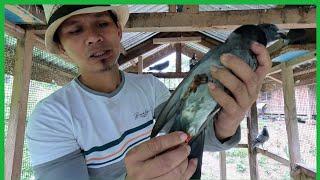 NAMANGHA KAMI LAHAT! HALOS DALAWANG LINGGO PERO NAKABALIK SYA SA AREA2 KAHIT NAPAKALAYO(PigeonRacing