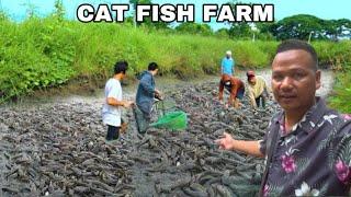 Visited Giant Cat Fish Farm in Krabi Thailand