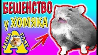 БЕШЕНСТВО у ХОМЯКА /  Хомяк Псих / Что делать если БЕШЕНЫЕ ХОМКИ / Alisa Easy Pets