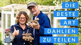 Dahlien teilen - einfache Schritt für Schritt Anleitung