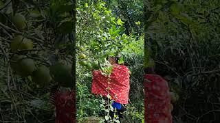 Harvest Oranges Bring them to market to sell | Dia Single mother and children