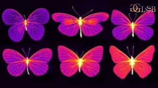 Butterfly Wings Inspire Breakthrough in Catalyst Design