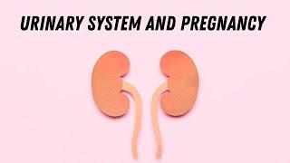 Urinary system and pregnancy #doctorberezovska #olenaberezovska #urinarysystem #pregnancy