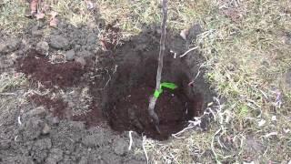 How to Plant Bare Root Fruit Trees With Ease