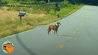 Anxious Pup Disappeared Until Lady Found Him On Highway | Cuddle Buddies