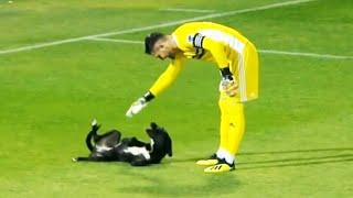 Funniest Moments With Animals On the Football Pitch