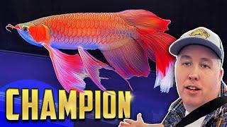 Battle of the Arowanas - World Championship in China