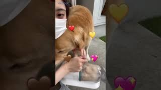 Best vacuum for pet hair 2022 Neabot pet grooming kits
