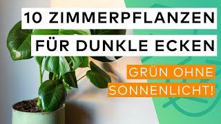 Top 10 Zimmerpflanzen für dunkle Räume, die die Luft reinigen 