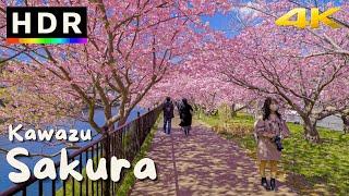 4K HDR // Japanische Kirschblüten 2022 - Kawazu Sakura