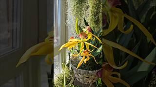 Кучерявая Энциклия Кохлеата #орхидеи #orchid #оранжерея # shorts #flowers #encyclia