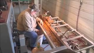 Shepherd Farms Pecan Processing