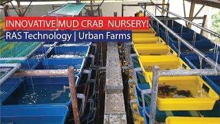 Innovative Urban Mud Crab Farming Nursery with RAS Technology