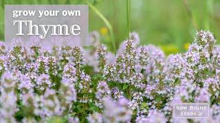 Sow Right Seeds | Thyme