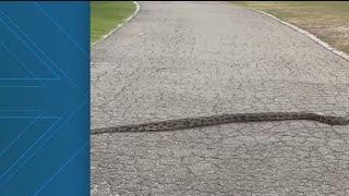 Woman spots snakes slithering around Piedmont Park