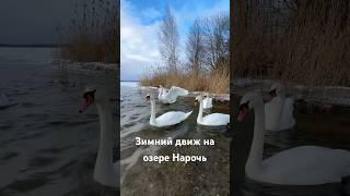 Зимний движ на озере Нарочь. #милоевидео #birds #лебедь #swans #нарочь #lake #nature #beautifulswan