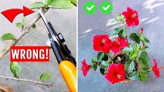 SEE How To Prune Hibiscus PERFECTLY - DO'S & DON'TS