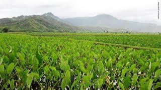 Indigenous Agriculture | INSIGHTS ON PBS HAWAIʻI